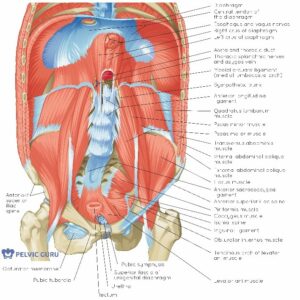 pelvic floor diagram