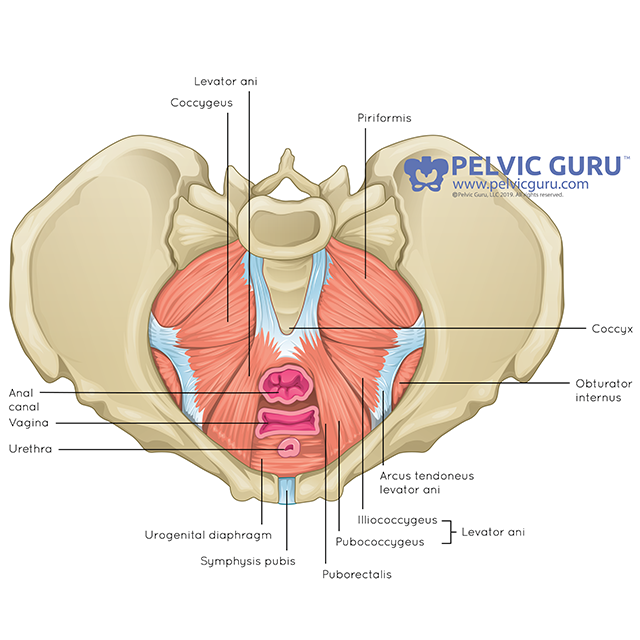 physical therapy for pelvic floor dysfunction