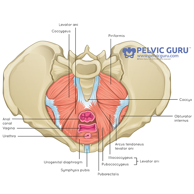 Pelvic Floor Anatomy - Physiopedia