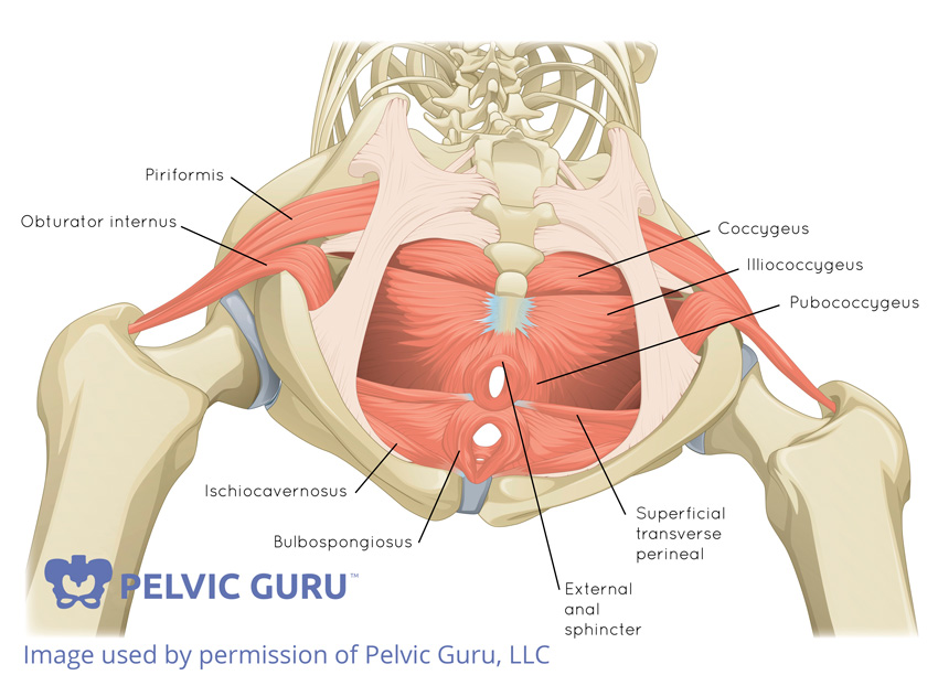 Deep pelvic floor