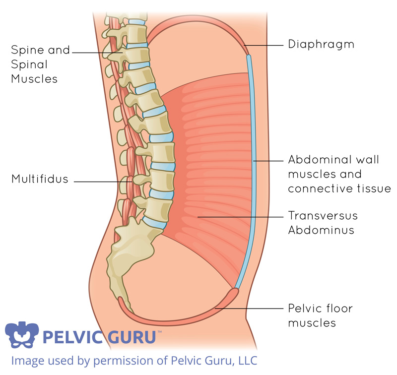 Anatomy of the pelvic floor